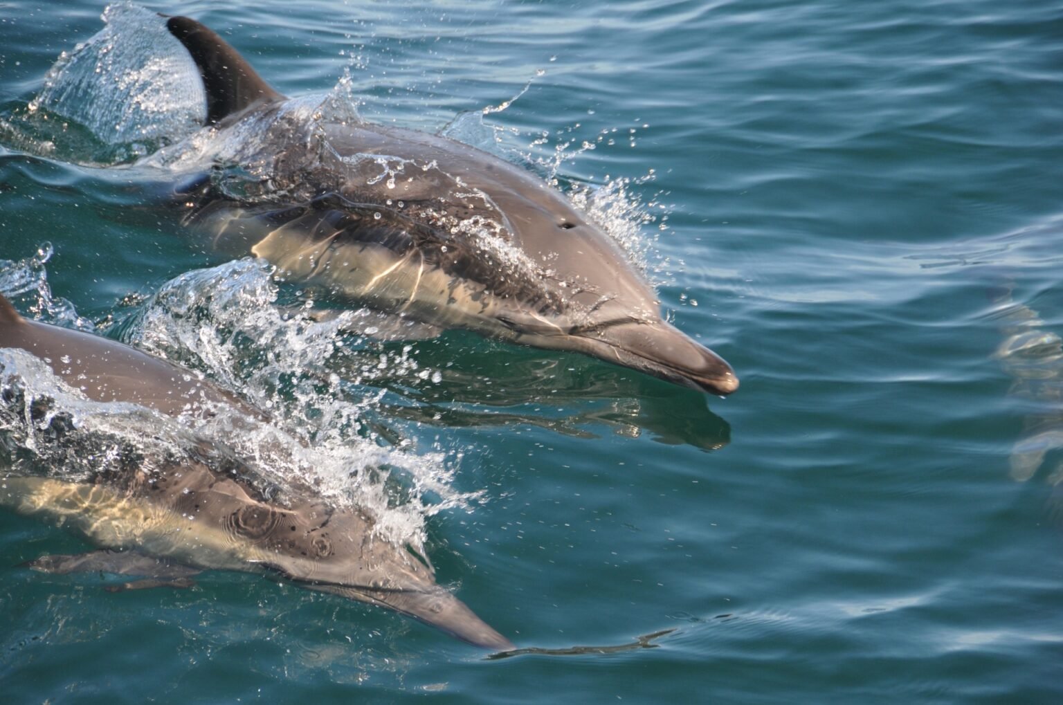 Los delfines de la costa de Almería: una experiencia única desde el mar en Roquetas de Mar.