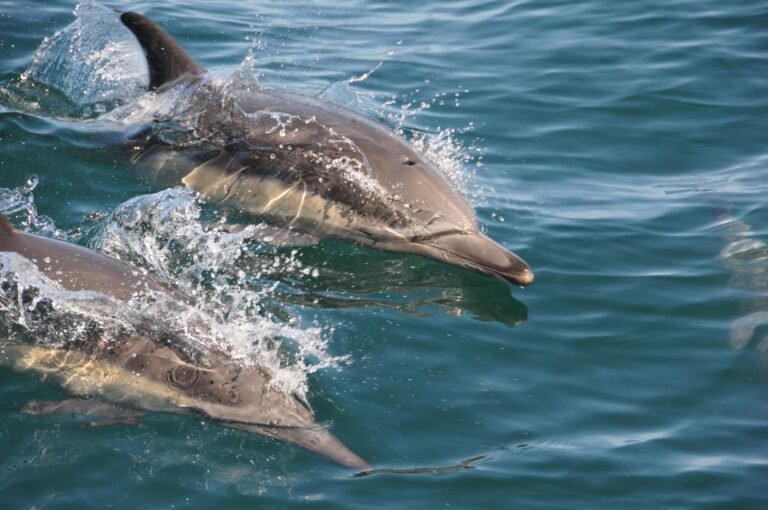 Los delfines de la costa de Almería: una experiencia única desde el mar en Roquetas de Mar.