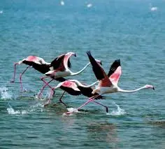 Las aves más sorprendentes que puedes ver en Roquetas de Mar.Las aves más sorprendentes que puedes ver en Roquetas de Mar.Las aves más sorprendentes que puedes ver en Roquetas de Mar.