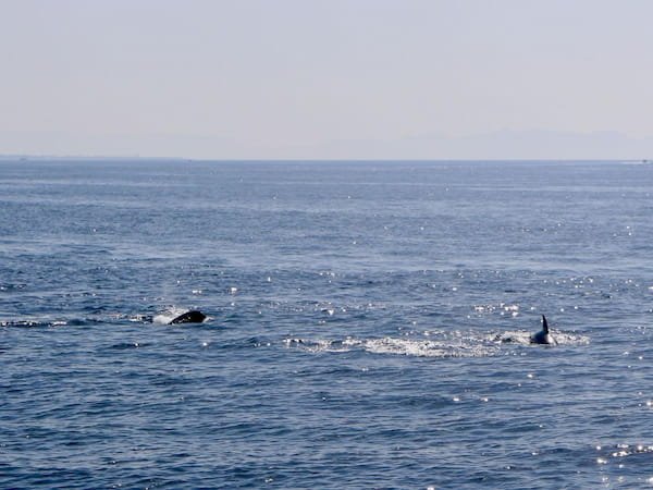 Delfines desde el barco Costa Delfin